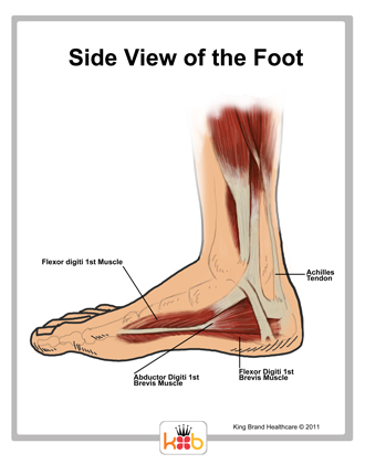 tendons of foot. Foot Tendons and Muscles