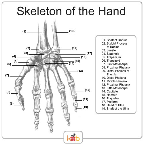 King Brand® Hand Diagram Bones Skeleton Labelled Illustration BFST adn Coldcure Wraps Help with Wrist Injuries