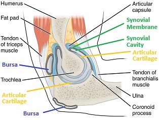 Anatomy Bursa and Surrounding Tissue