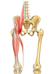 Skeletal View of a Hip Flexor Injury
