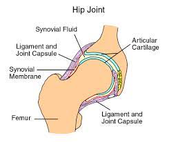 Hip Bursitis Synovial Capsule