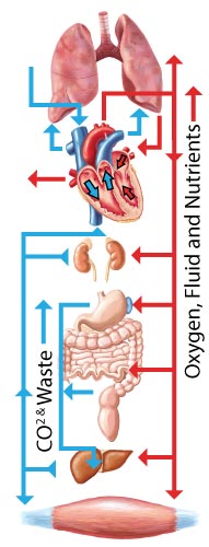 How Blood Circulates to Organs