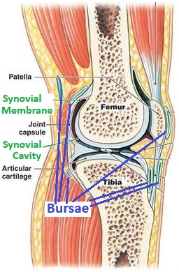 Knee Bursa and Surrounding Tissue