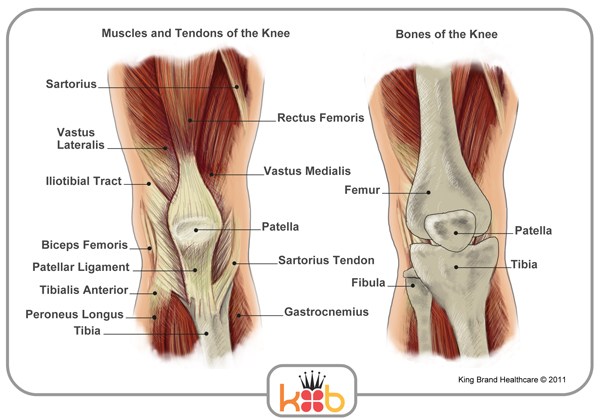 King Brand Front View of the Knee Diagram Labels King Brand Knee Injury Muscles Bones Tendons