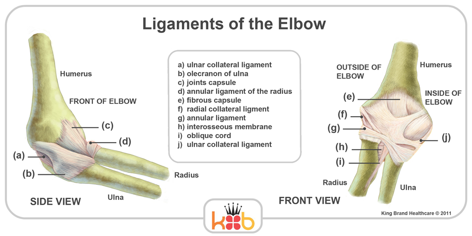 King Brand Elbow Ligaments Diagram Labelled Coldcure BFST Treatment
