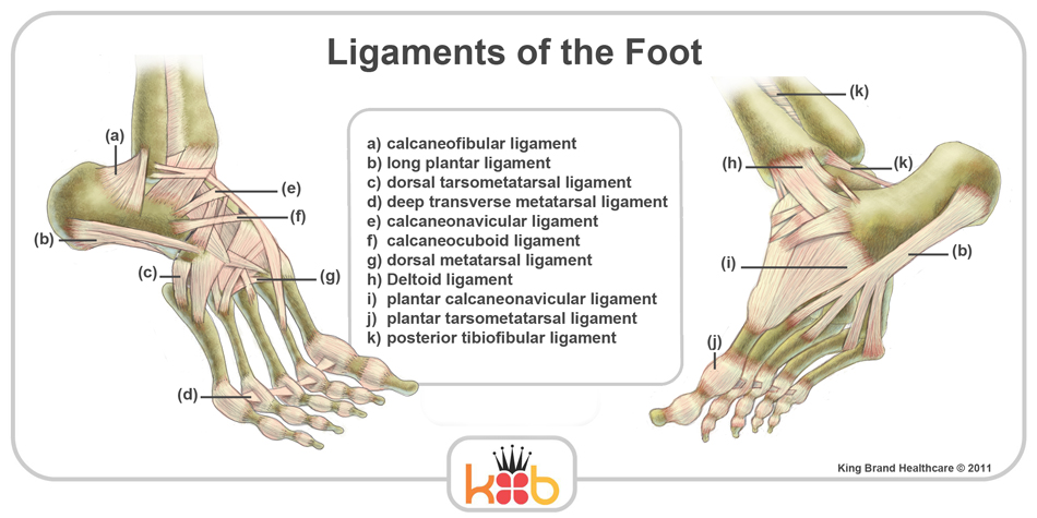 King Brand Foot Ligaments Labelled Diagram Side View