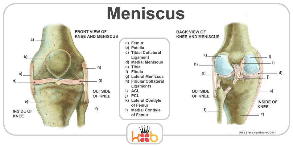 King Brand Meniscus Image Diagram Ligaments Bones Knee Injury Solutions Ice Packs Wraps
