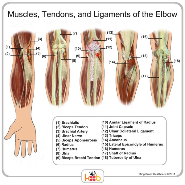 Elbow Muscles Ligaments and Tendons Labelled Diagram Image King Brand