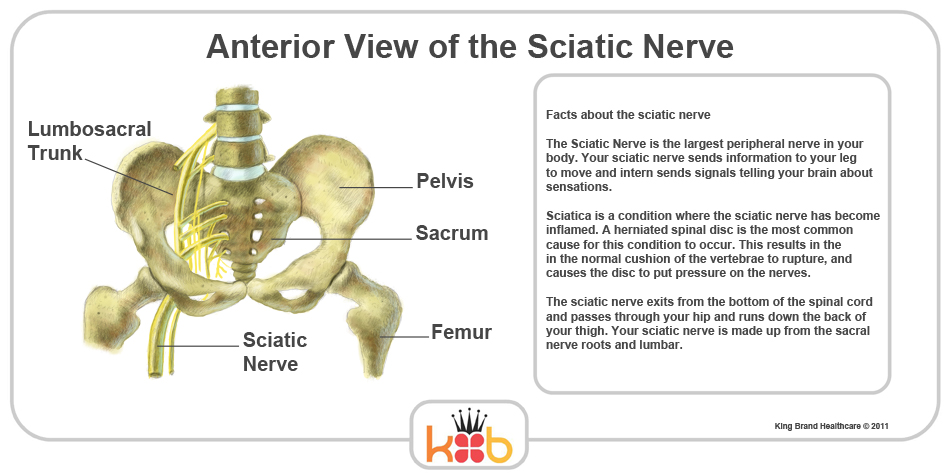 King Brand Sciatic Nerve Anterior (Front) View and Facts
