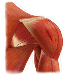A Detailed Illustration of the Muscles of the Shoulder
