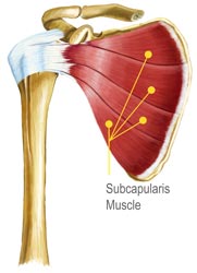 An Informational Diagram of the Subcapularis Muscle