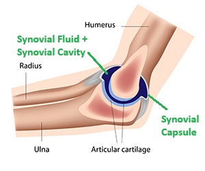 Elbow Bursitis Synovial Capsule