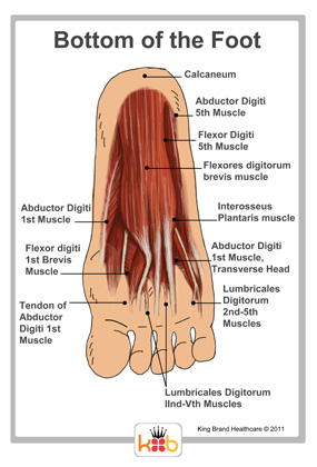 Bottom of the Foot Labelled Diagram King Brand Tendons Muscles