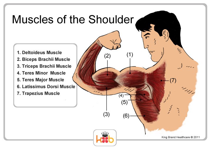 King Brand Muscles and Tendons of the Shoulder Labelled Diagram